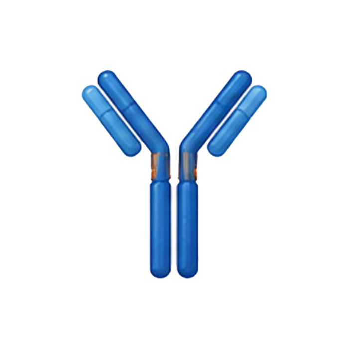 Antibody 1