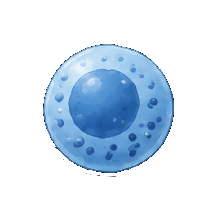 NK Cell